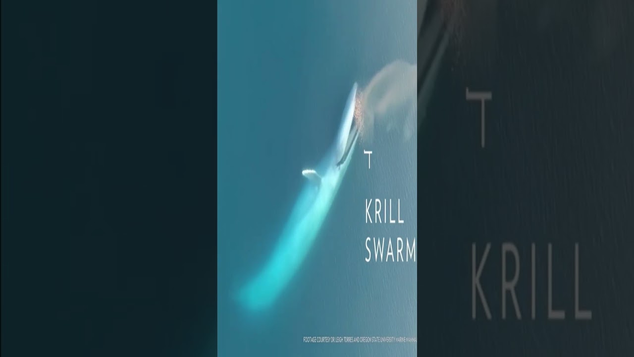 Jonah & The Whale, Verified By Science!