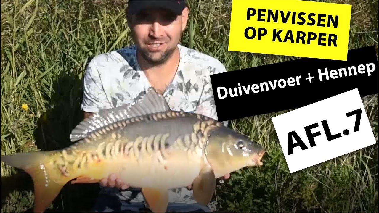 PENVISSEN OP KARPER | Voeren met duivenvoer en hennep!