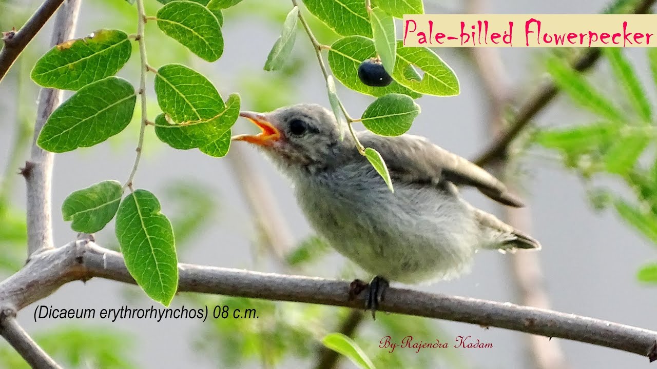 #soundof_birds Pale-billed Flowerpecker Tikkel's Flowerpecker #smallbirds #wingedhorizon