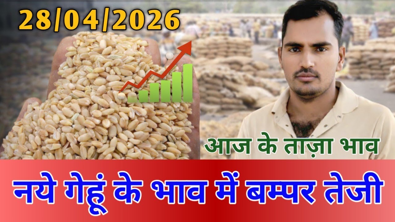 28 अप्रैल 2026 Gehun Ka Bhav आज का गेहूं का भाव । गेहूं के भाव मे आई आज तेजी । गेहूं का भाव।