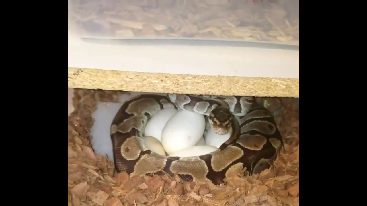 Ball Python Laying Eggs