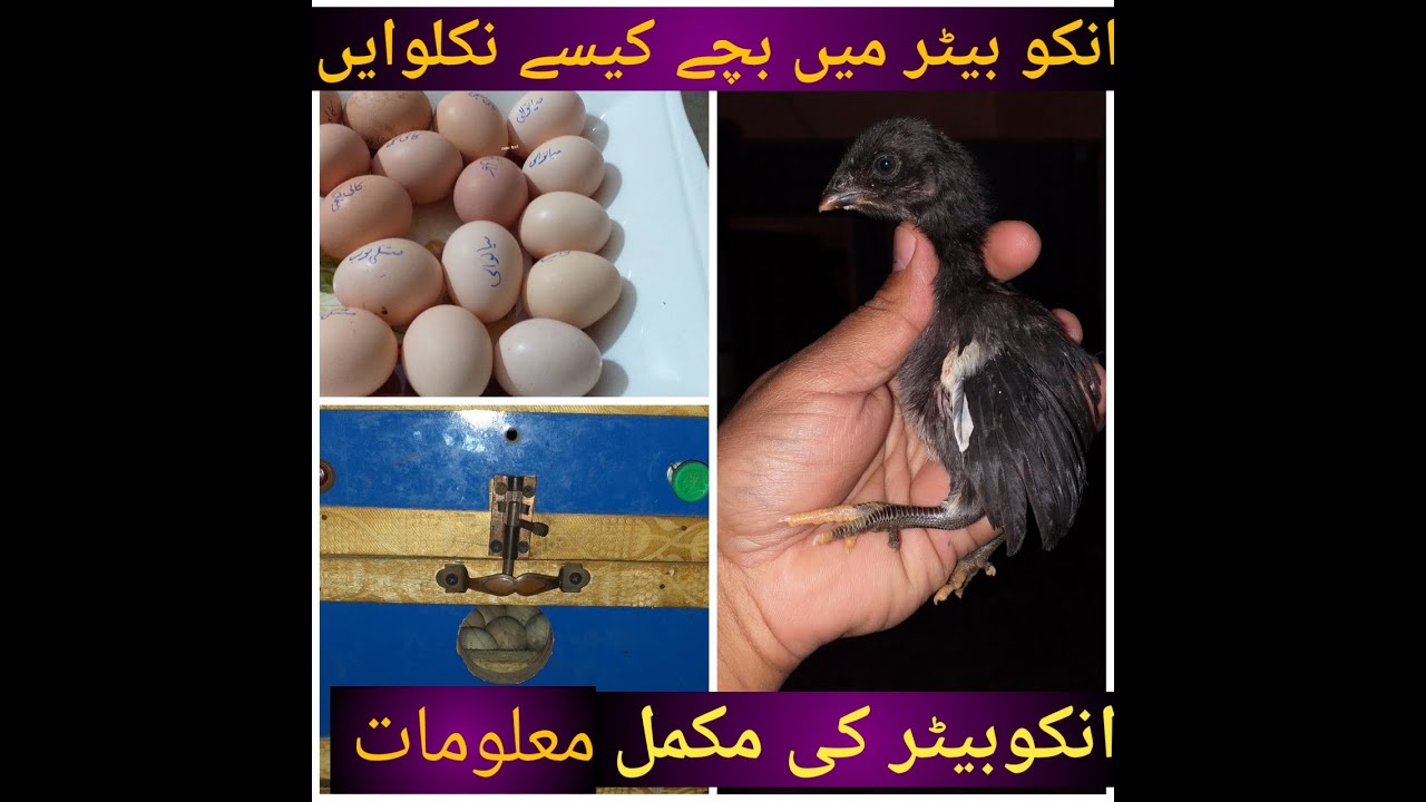 Incubator me egg kaise rakhe || full information by birds society information /Hindi/urdu