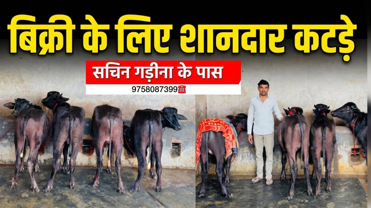 सचिन गड़ीना के पास आए सुपर वाले बच्चे एक से बढ़के एक नगीना 9758087399☎️ subscribe share🙏🏻❤️