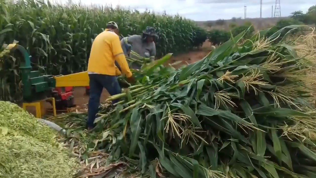 Best chaff cutting machine for Dairy farming