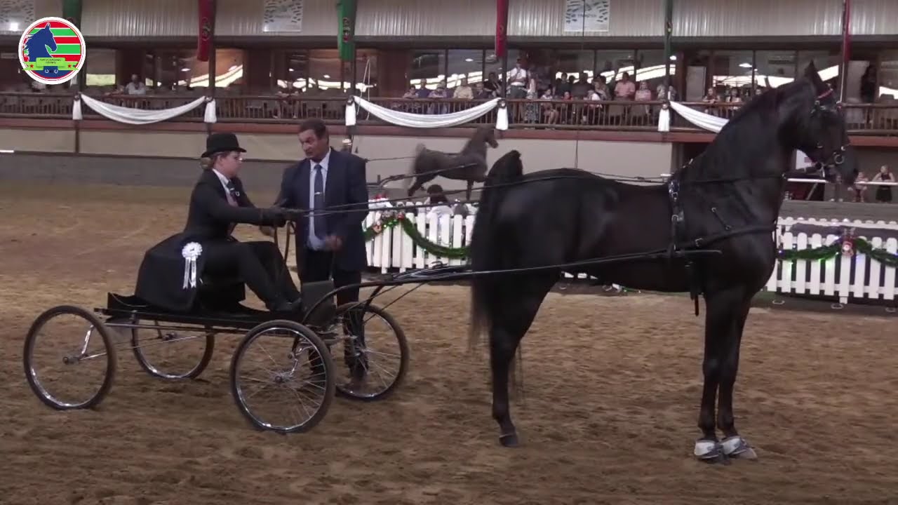 Perdeskou in Parys - Parys Christmas Festival