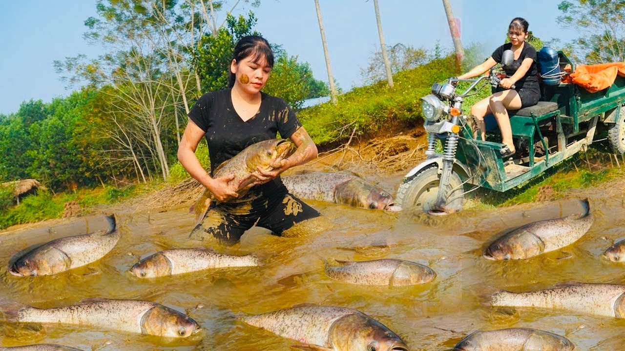 Single Mother: Using a 3-wheeled vehicle to harvest big fish to sell to people | Ban An Farm