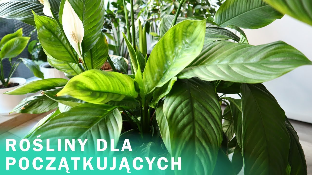ROŚLINY DONICZKOWE DLA POCZĄTKUJĄCYCH - wymagania i kilka ciekawostek