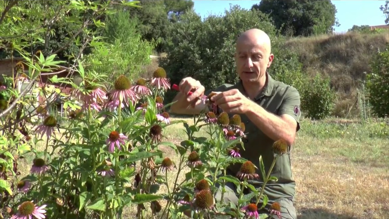 L'échinacée au jardin