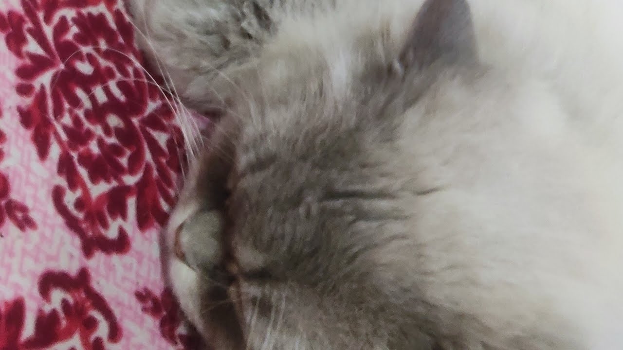 Cute Persian Cats & Kittens 🐾 is live