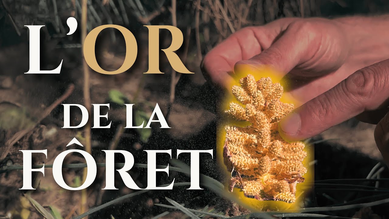 Comment récolter du POLLEN de PIN