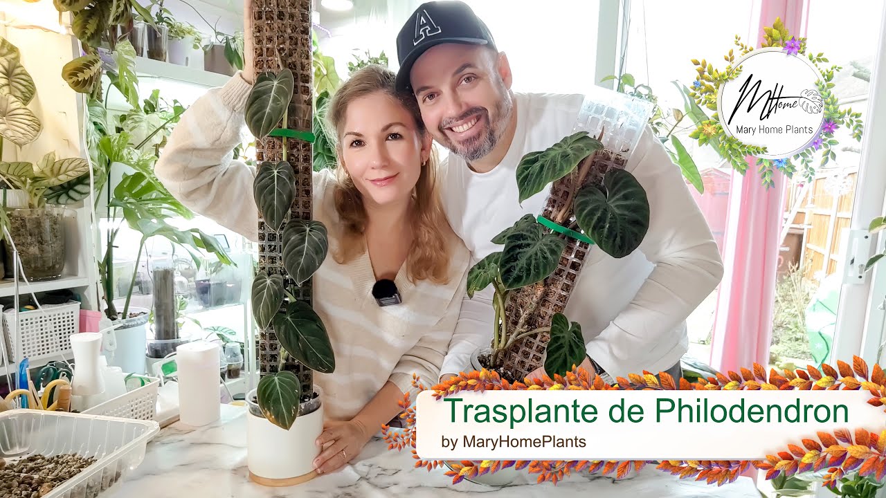 Trasplante de Philodendron Melanochrysum y Philodendron Verrucosum con Tutor de Musgo