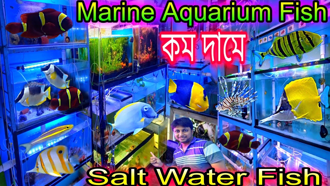 Marine Aquarium Fish Price | Salt Water Fish | Marine Aquarium Fish Shop Chandannagar | Marine Fish