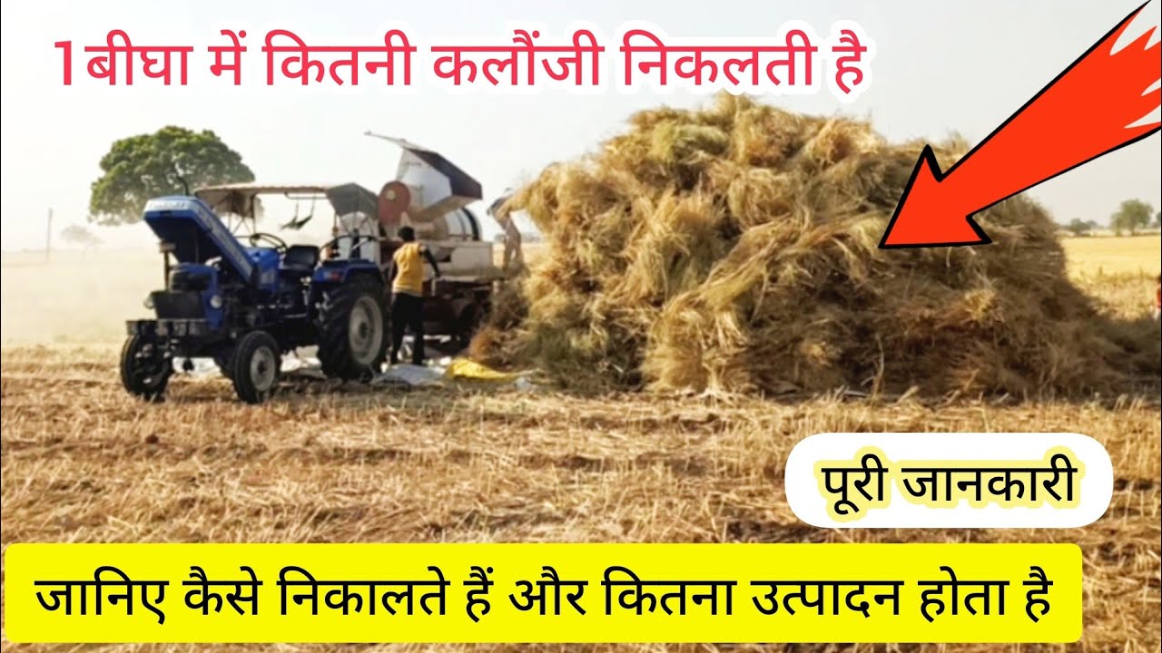 आज देखेंगे कलौंजी का एवरेज | एक बीघा में कितने क्विंटल निकलता है ? जानिए पूरी जानकारी 🤔