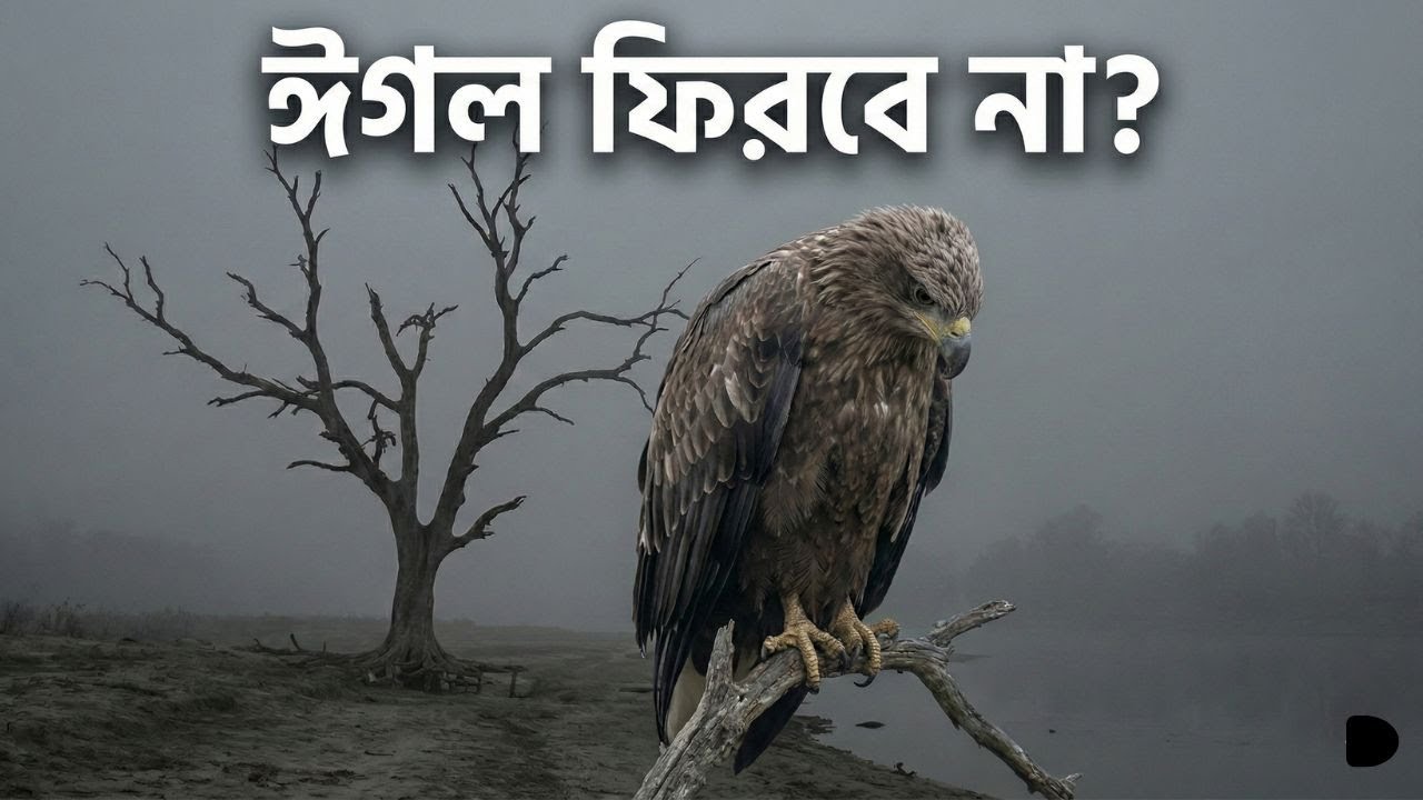 ১ নম্বর নীরব ঘাতক: যেভাবে শেষ হলো বাংলার আকাশের রাজা ঈগল