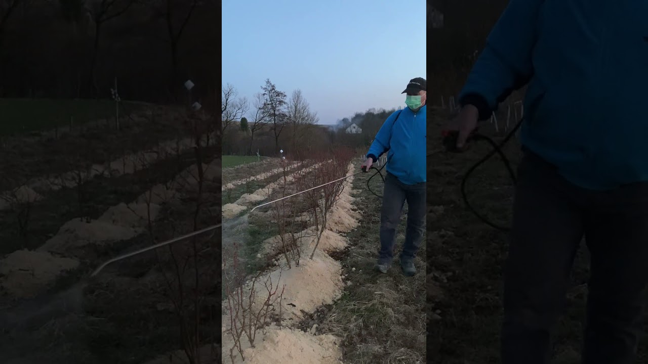 Перша обробка Лохини #денколсад