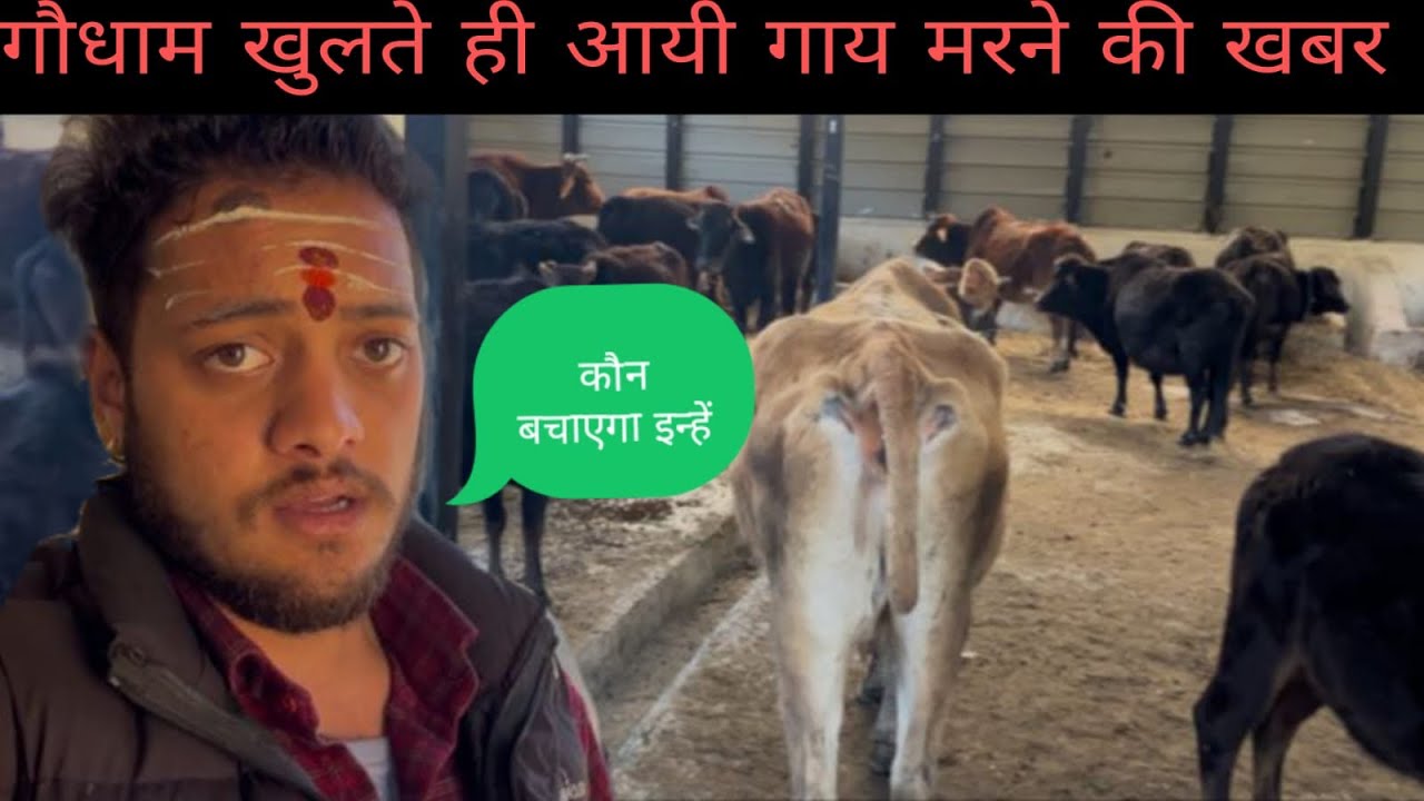 अगस्तमुनि में गौ धाम खुलते ही आयी गाय मरने की खबर जिसे देखने के लिए जाना पड़ा और पता चला