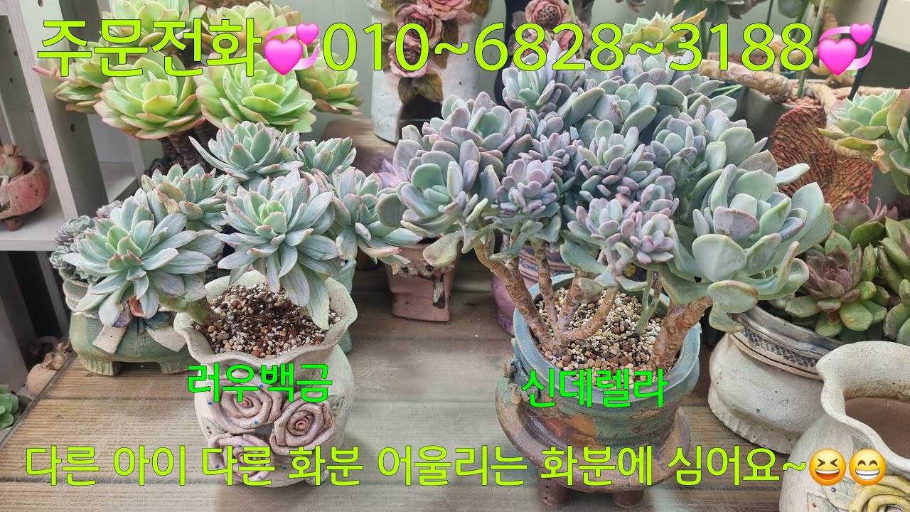 (26.2.7.토)💞판매완료💞러우백금💞신데렐라💞 어울리는 화분 찿아서 심어줘요~😆😁