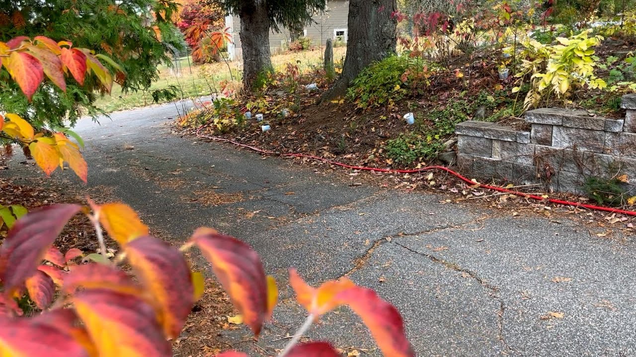 Planting Native Wintersown Plants on Woodland Hillside : The Bittersweet Gardens