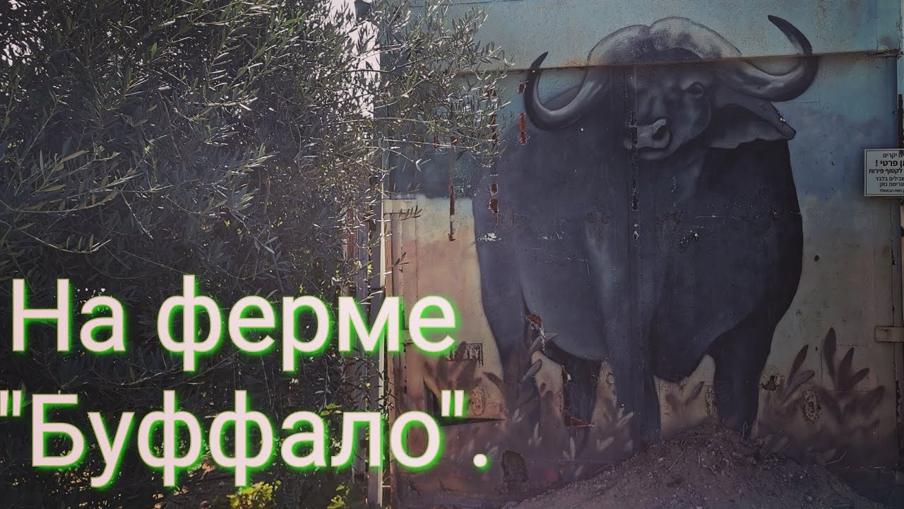 Гастрономическая экскурсия на буйволиную ферму 