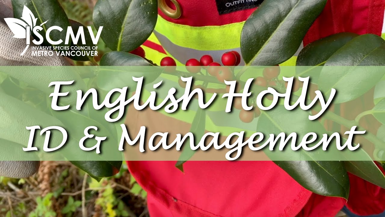 English Holly Identification & Management