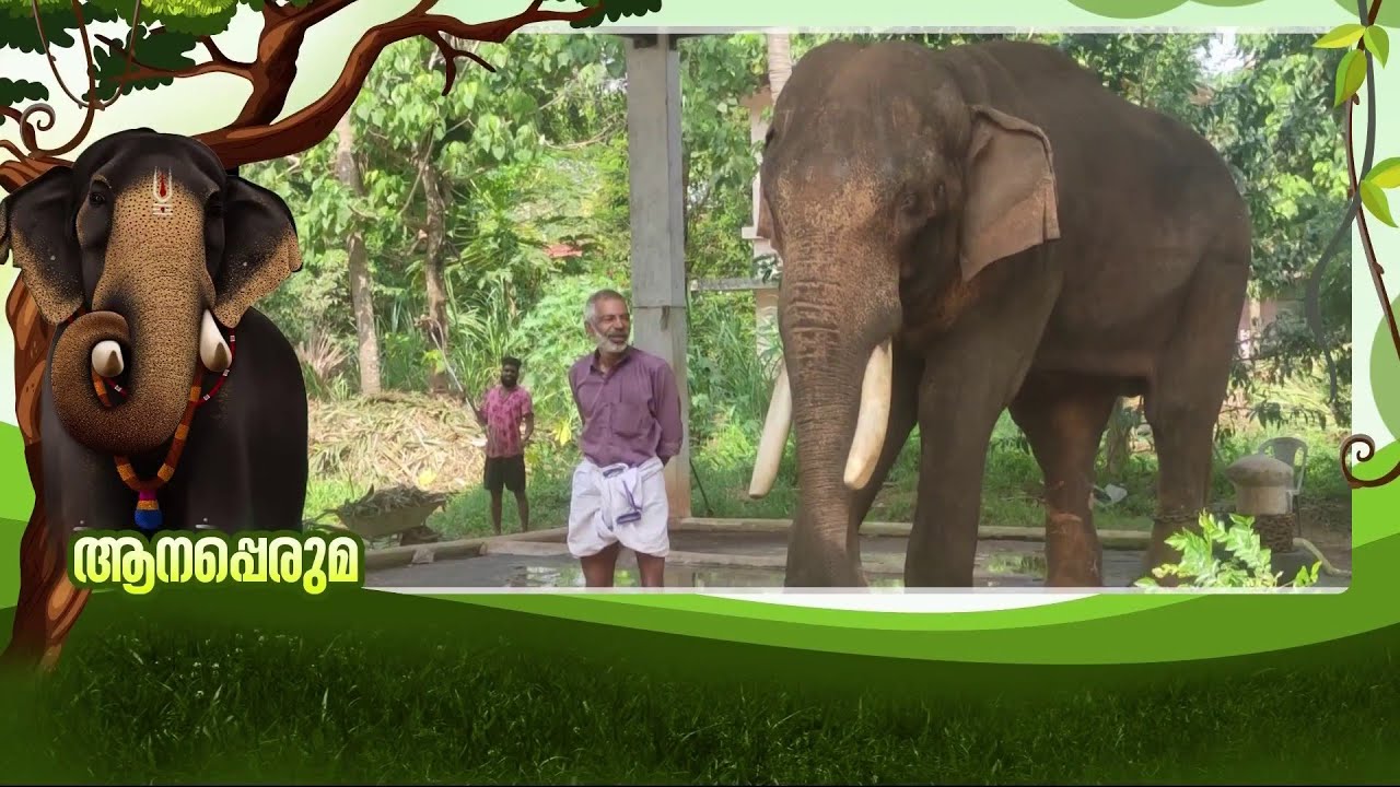 തെച്ചിക്കോട്ടുകാവ് രാമചന്ദ്രന് പാപ്പാന്മാർ ഒരുപാടുണ്ടാകും; പക്ഷേ, ​ഗോപാൽജി ഒന്നേയുള്ളൂ... | Elephant