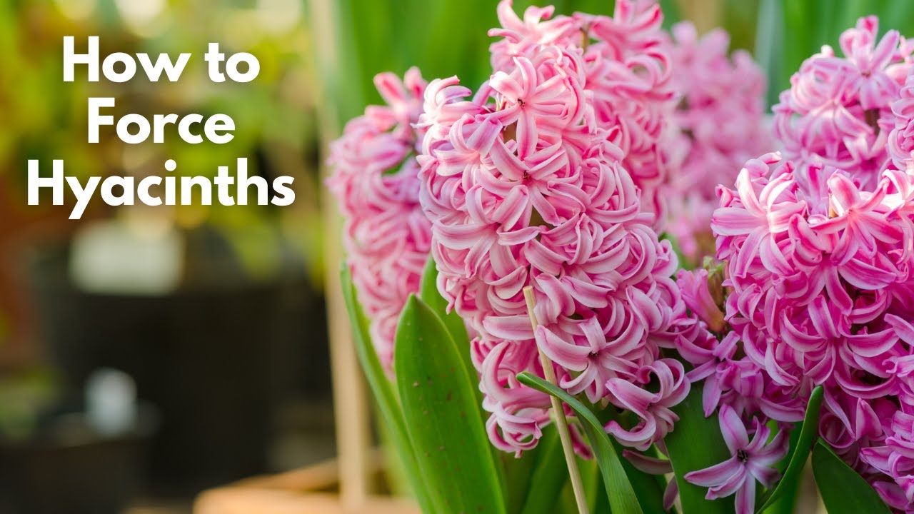 How to Force Hyacinth Bulbs