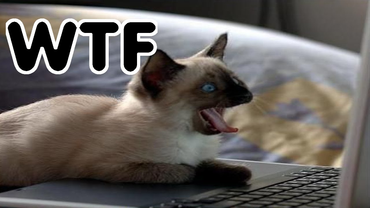 (DOFUS) Il fut un temps o&ugrave; Friiz ... eu XP !