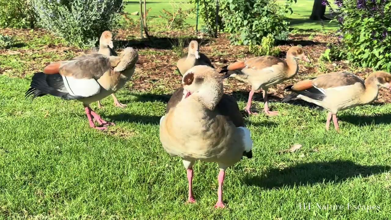 Egyptian Goose Family Last Togetherness at the Park, One Juvenile Had Left the Family