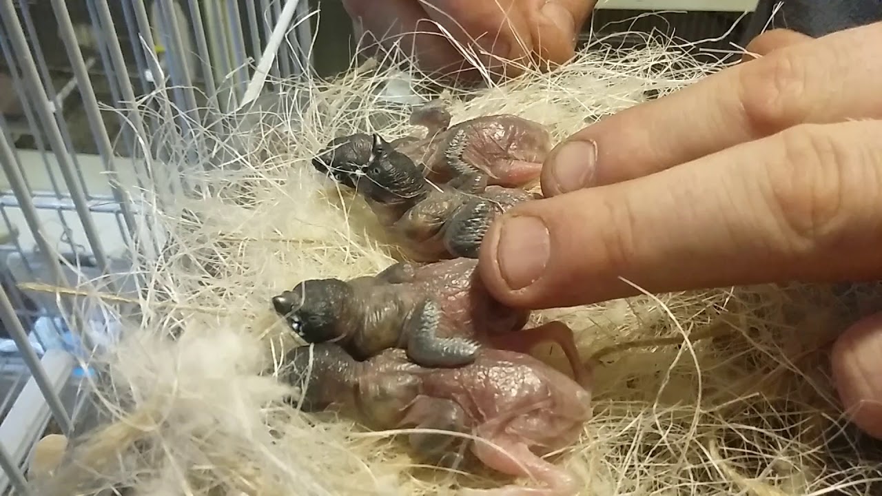 Baguer bébés gould