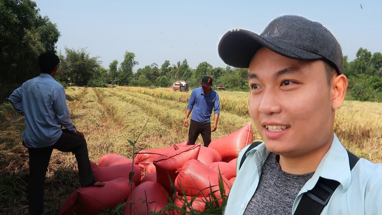Về Long An Xem Nông Dân Thu Hoạch Lúa Vụ Đầu Năm