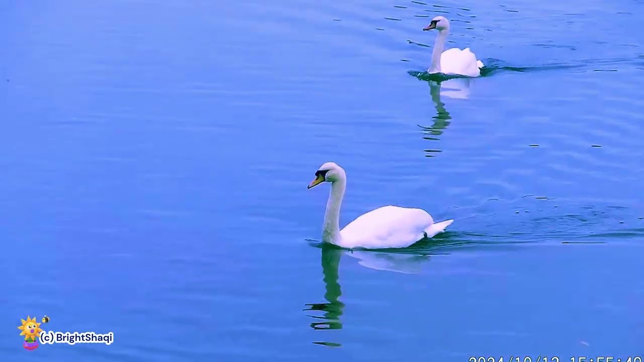 Sleep fast with Nature River and Duck Ambience - Therapy, Stress Relief, Relaxing Nature Sounds