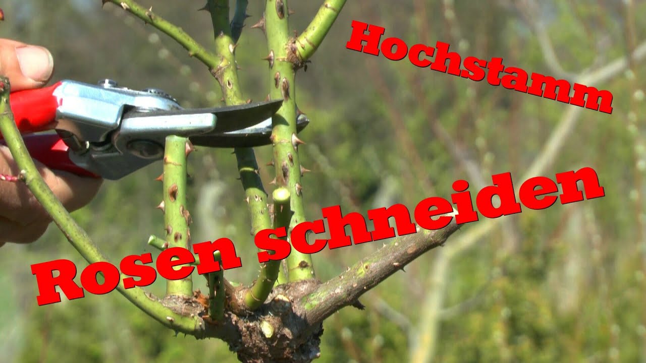 Rosen schneiden an einem Hochstamm