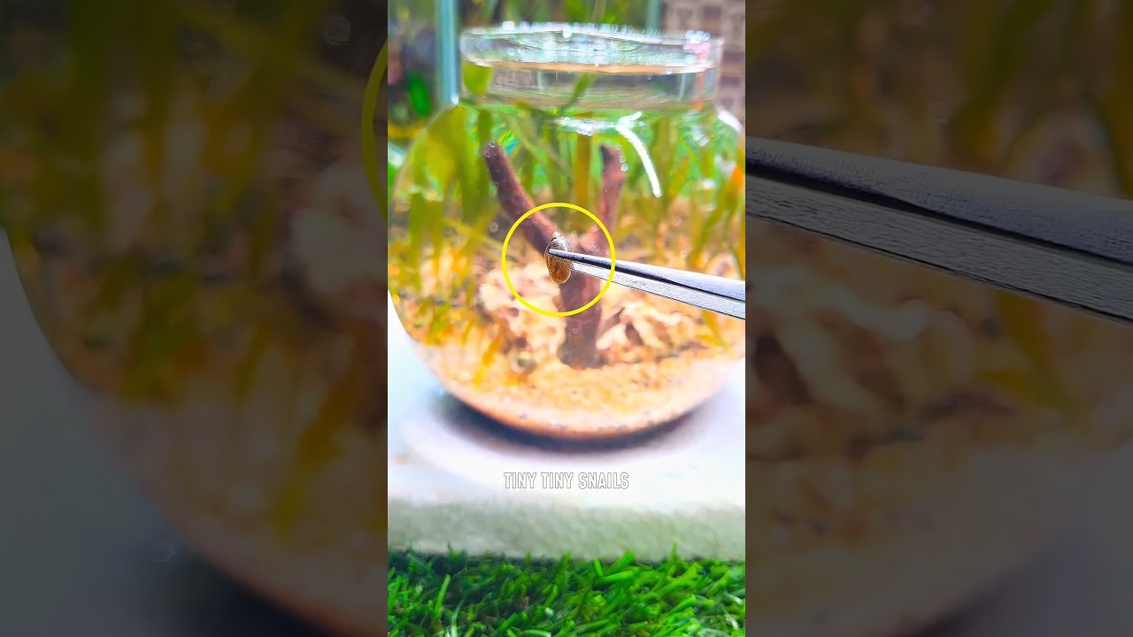 New snails🐌. 