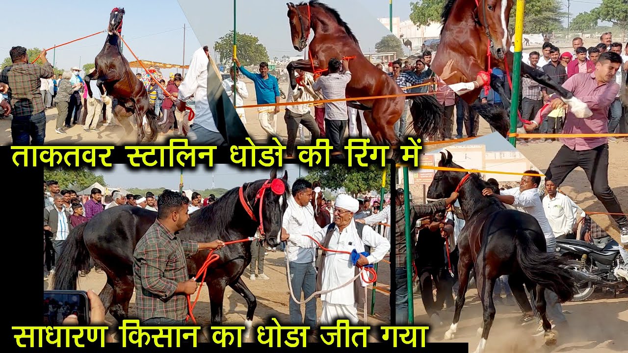 भयंकर ताकतवर स्टालिन घोड़ों की रिंग में साधारण किसान के घोड़े ने सबको पछाड़ा Nagaur Pashu Mela Horse