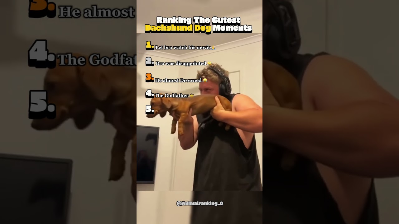 Dachshund Dogs Being Cute 😂 