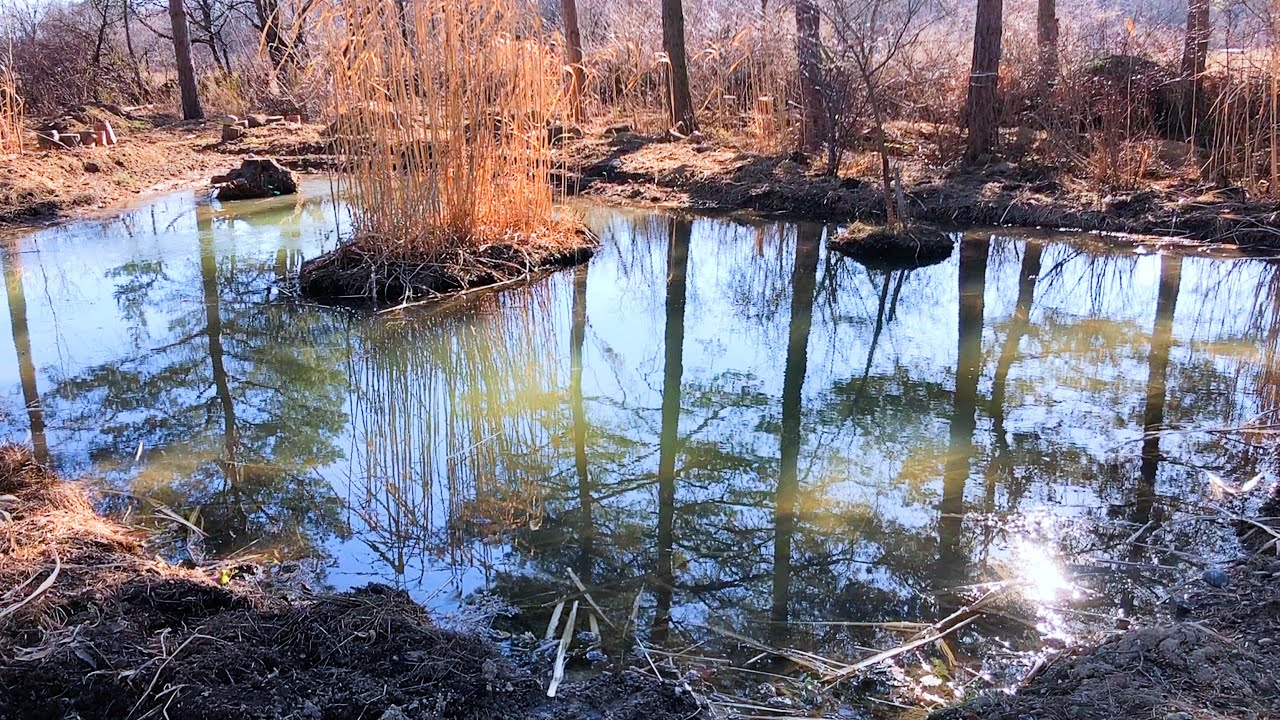 Spring Pond System Tour (In Depth!)