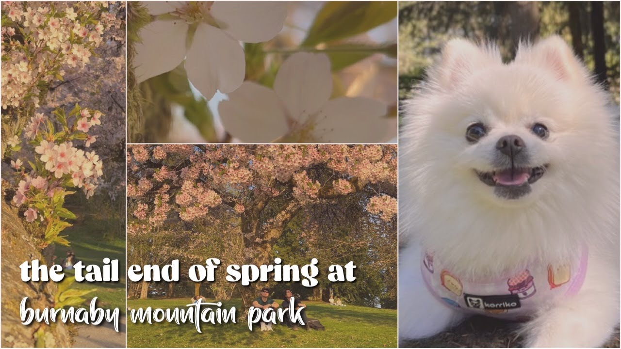 burnaby mountain conservation area | the magnificent burnaby mountain sunset
