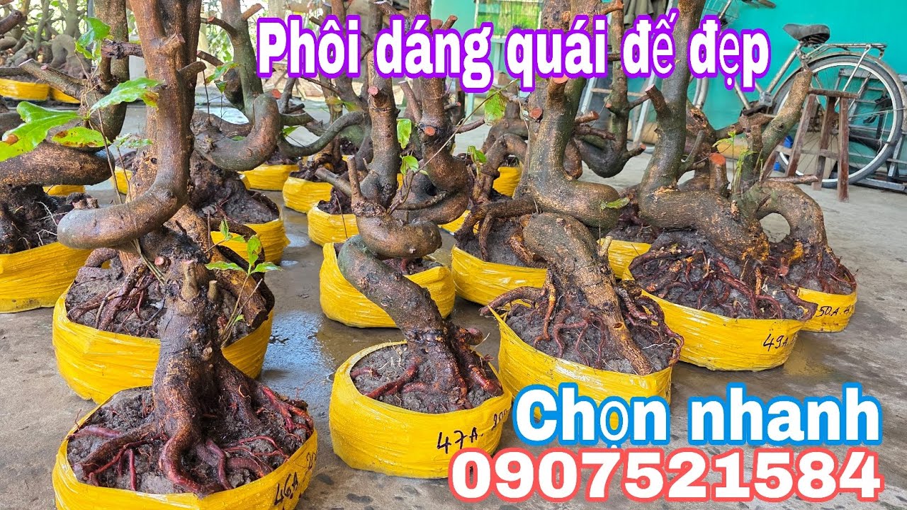 15/3.Bảo☎️0907521584📢Phôi mai bonsai dáng quái đế đẹp