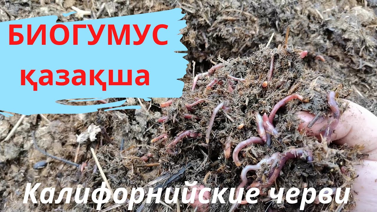 Калифорнийские черви. Биогумус. Ауылда бастайтын бизнес.