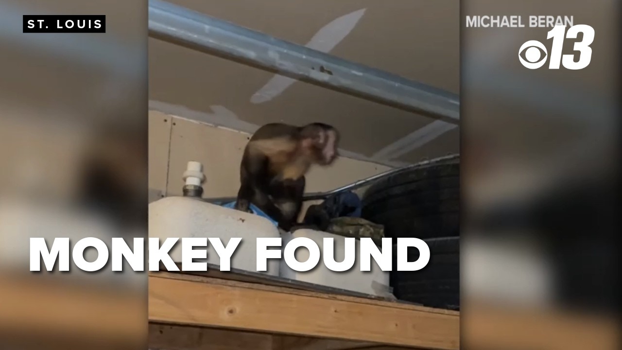Capuchin monkey found in St. Louis garage