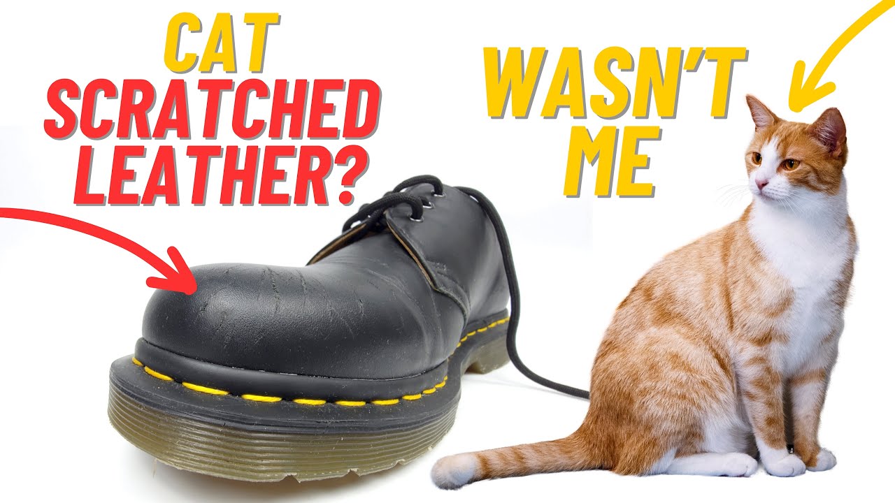 I Fixed Pet Scratches with a $20 AMAZON PRODUCT That Works Like Magic!