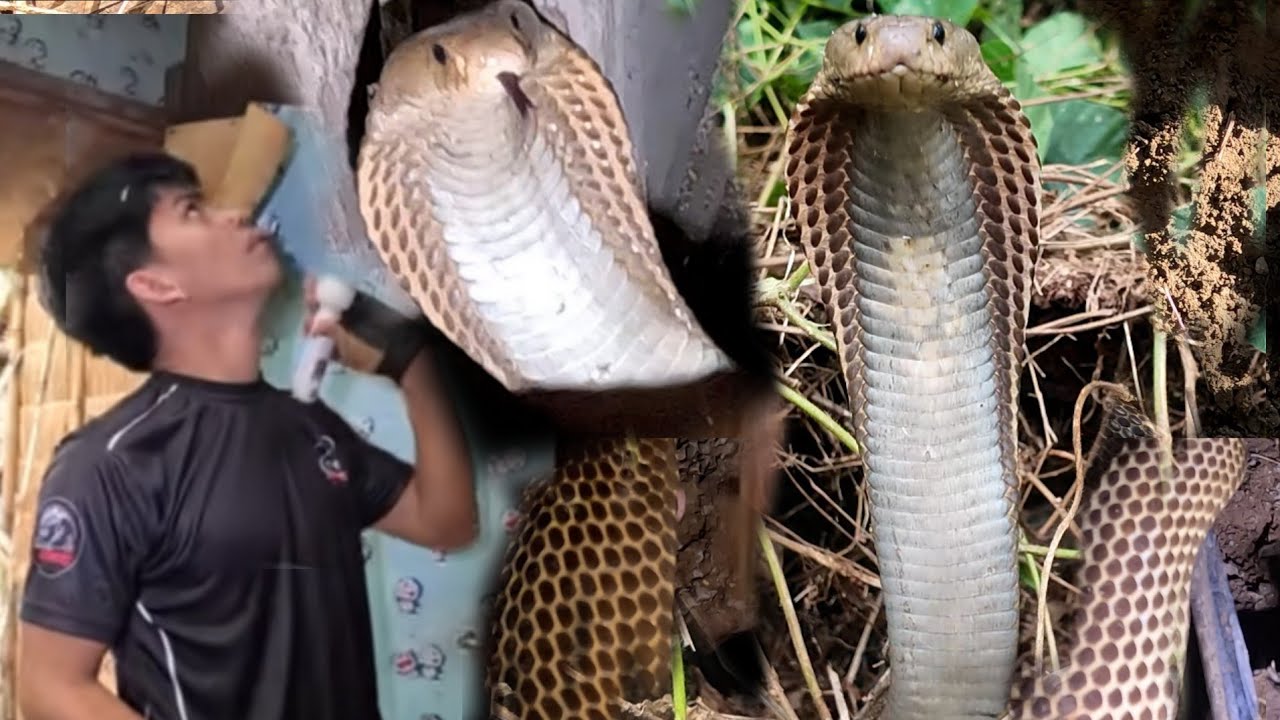 KUBO NA NILUNGGAAN NG MGA COBRA