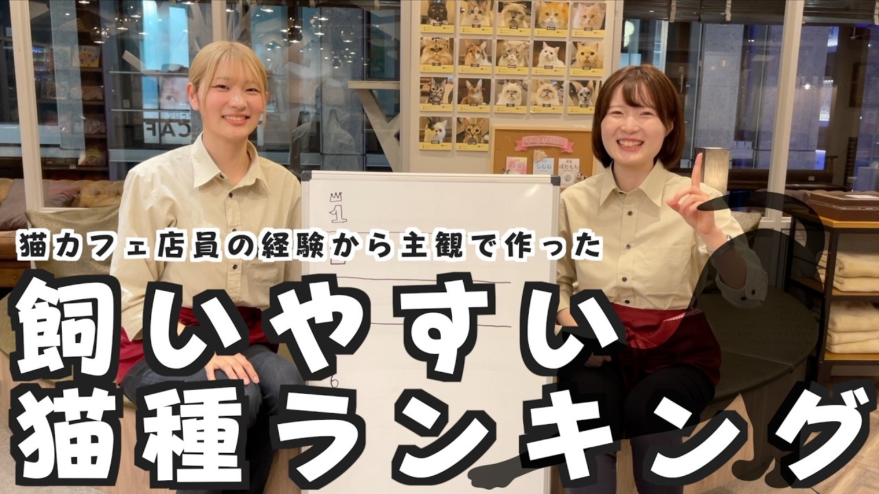 飼いやすい猫種ランキングを作ろうｂｙ猫に囲まれて働く猫カフェ店員