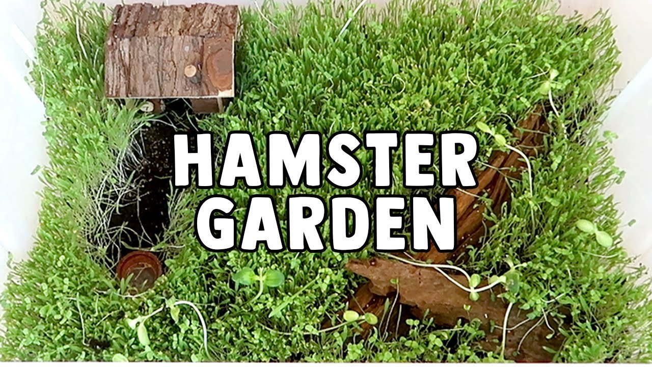 Growing A Living Garden Play Cage For My Hamster! 🐹🌿