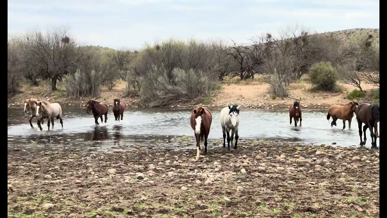 Salt River Horses 
