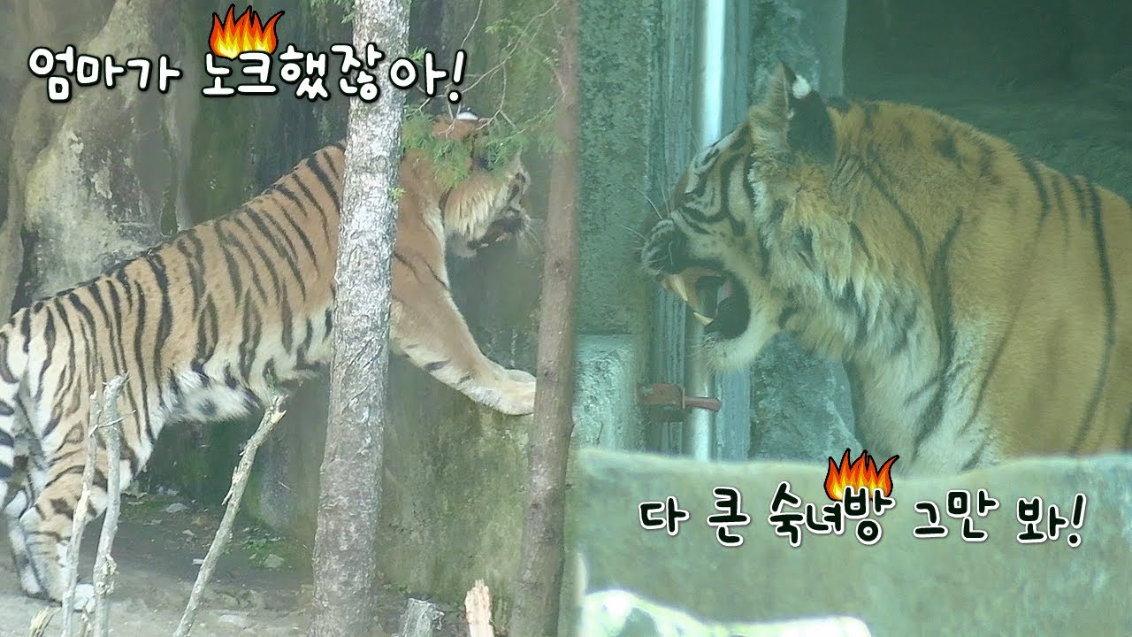 다 큰 넷째 딸 참견하고 싶은 펜자와 엄마의 관심이 부담스러운 금강이 / 서울대공원 시베리아 호랑이 펜자, 금강, 해랑&사랑자매