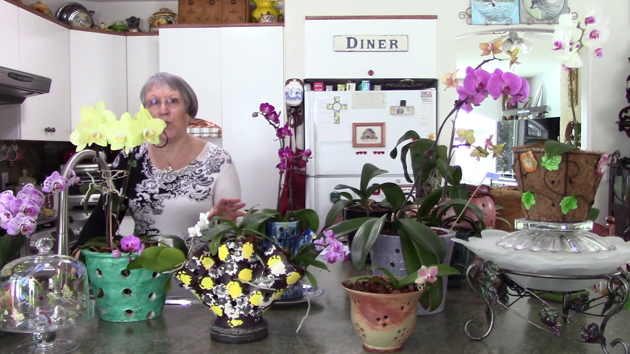 phalaenopsis orchid 10 important tips