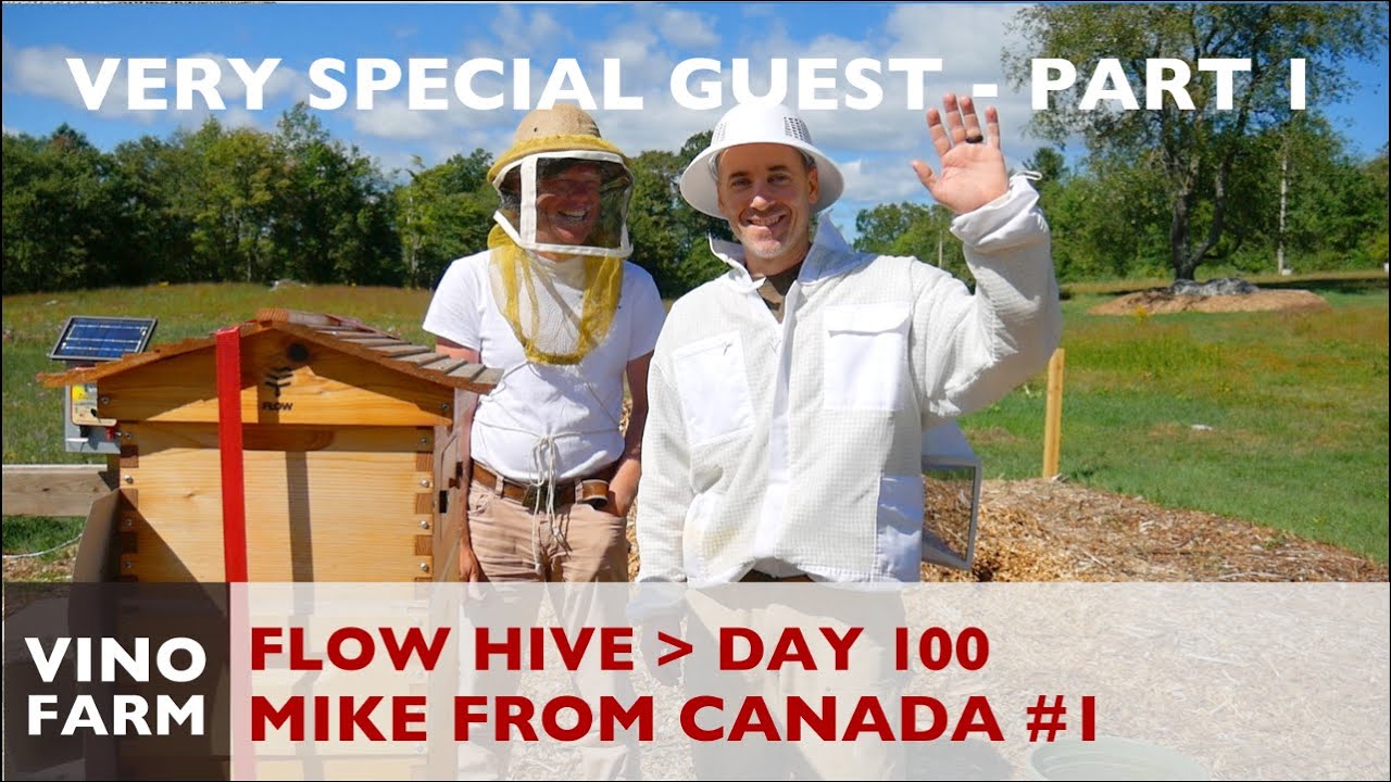 Flow Hive - SPECIAL GUEST! (Part 1) - Day 100 - Novice Beekeeping
