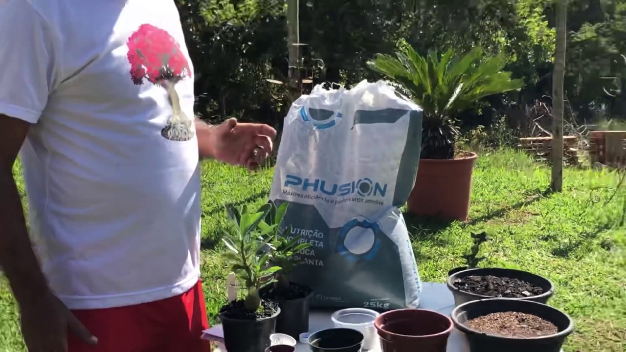 Utilizando o Phusion nas Rosas do Deserto. Excelente produto.