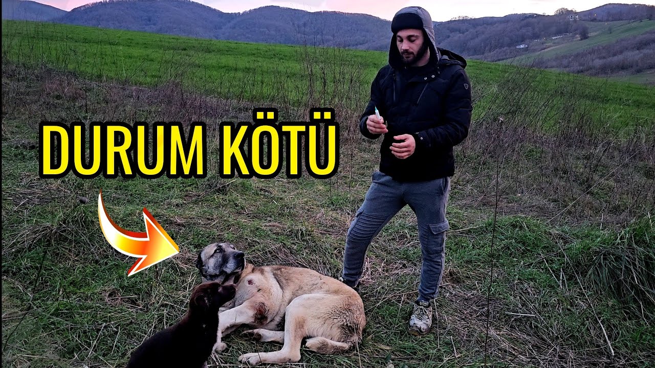 HÜNKARIN DURUMU ÇOK KÖTÜ ARTIK ODA ÖZGÜR ! - TEDAVİYE BAŞLADIK 